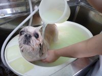 すももちやん