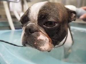 �t�B�������