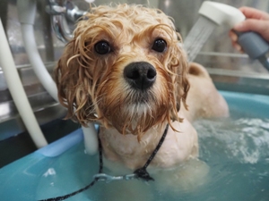 �v���������