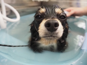 ���X�ۂ����