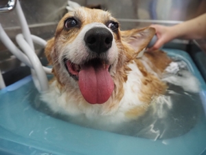 �^�O�\�����