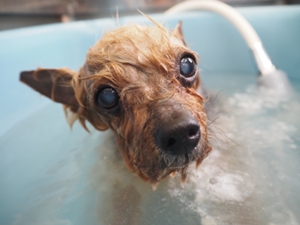 �V���V�������