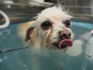 �V���b�v�����