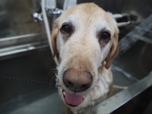 �E�G���L�������