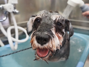 ���炿���