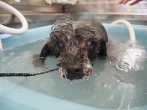 �e�B�A�������