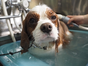 ���񑾂����