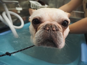 �A���[�������