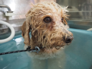 �r�b�P�����