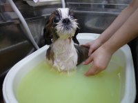 花子ちゃん