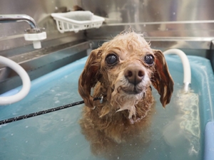 �t�[�����