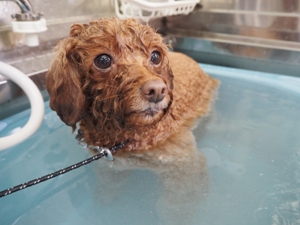 ���s�����