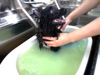 犬太郎ちゃん