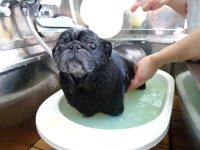 ジェジェちゃん