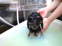 エンジェルちゃん