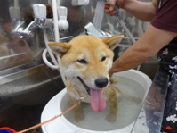 鈴木ももちゃん