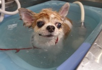タラちゃん