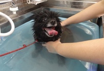 ククちゃん