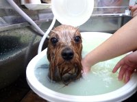 ランディちゃん
